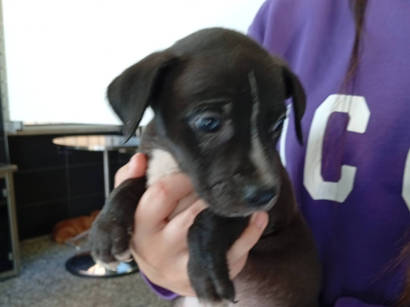 Adotta un cane, maschio, 1 mesi, Roma