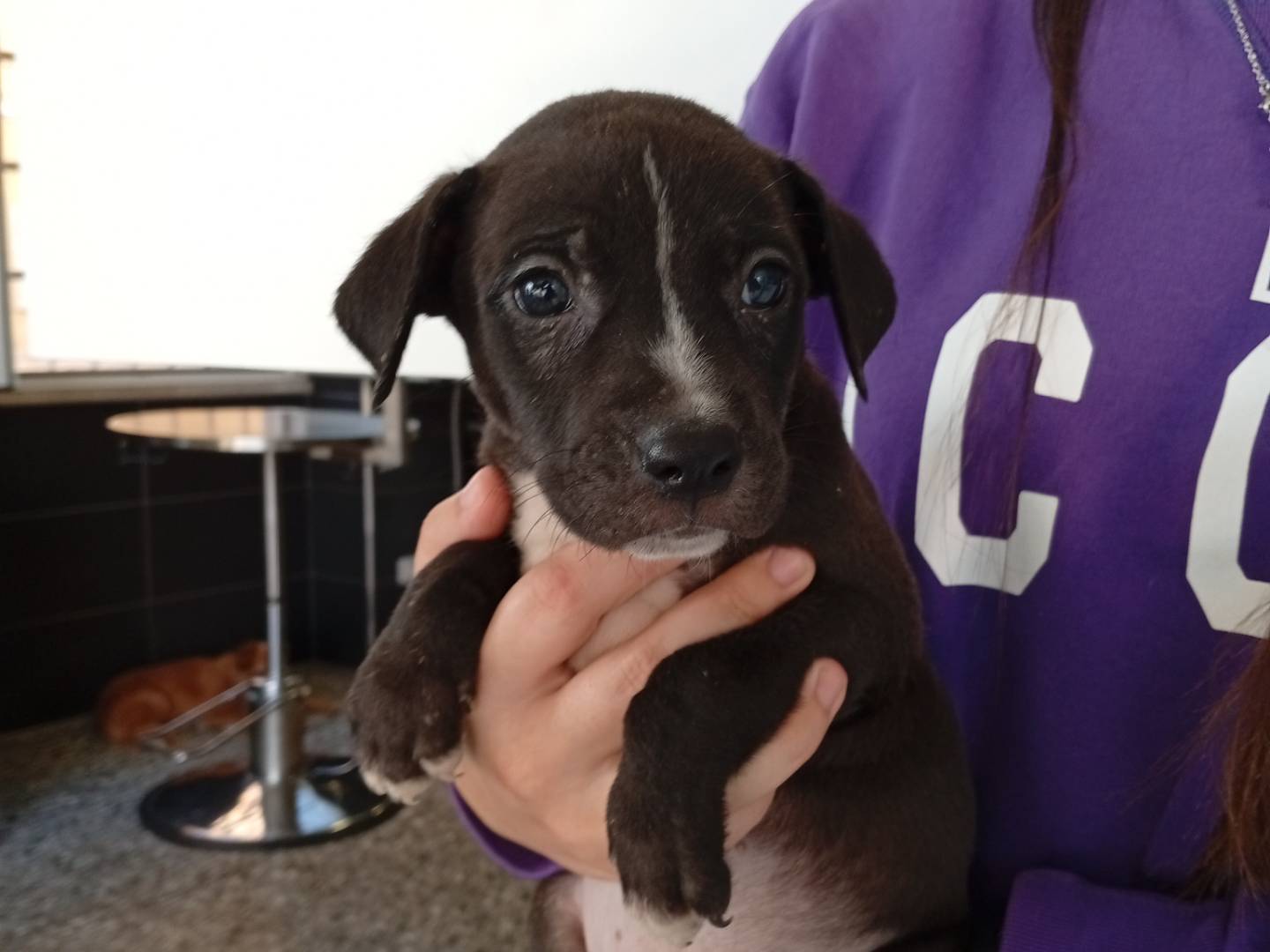 Adotta un cane, taglia piccola, maschio, Roma