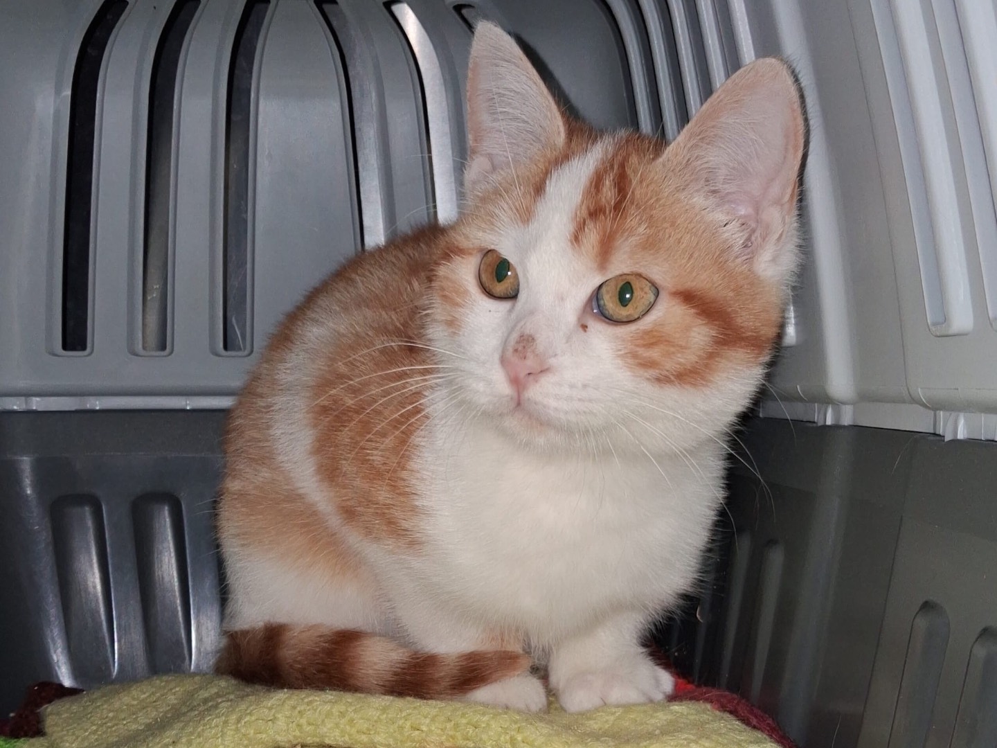 Adozione gatto, maschio, Razza sconosciuta Razza sconosciuta, 3 mesi, taglia non valida, Torino