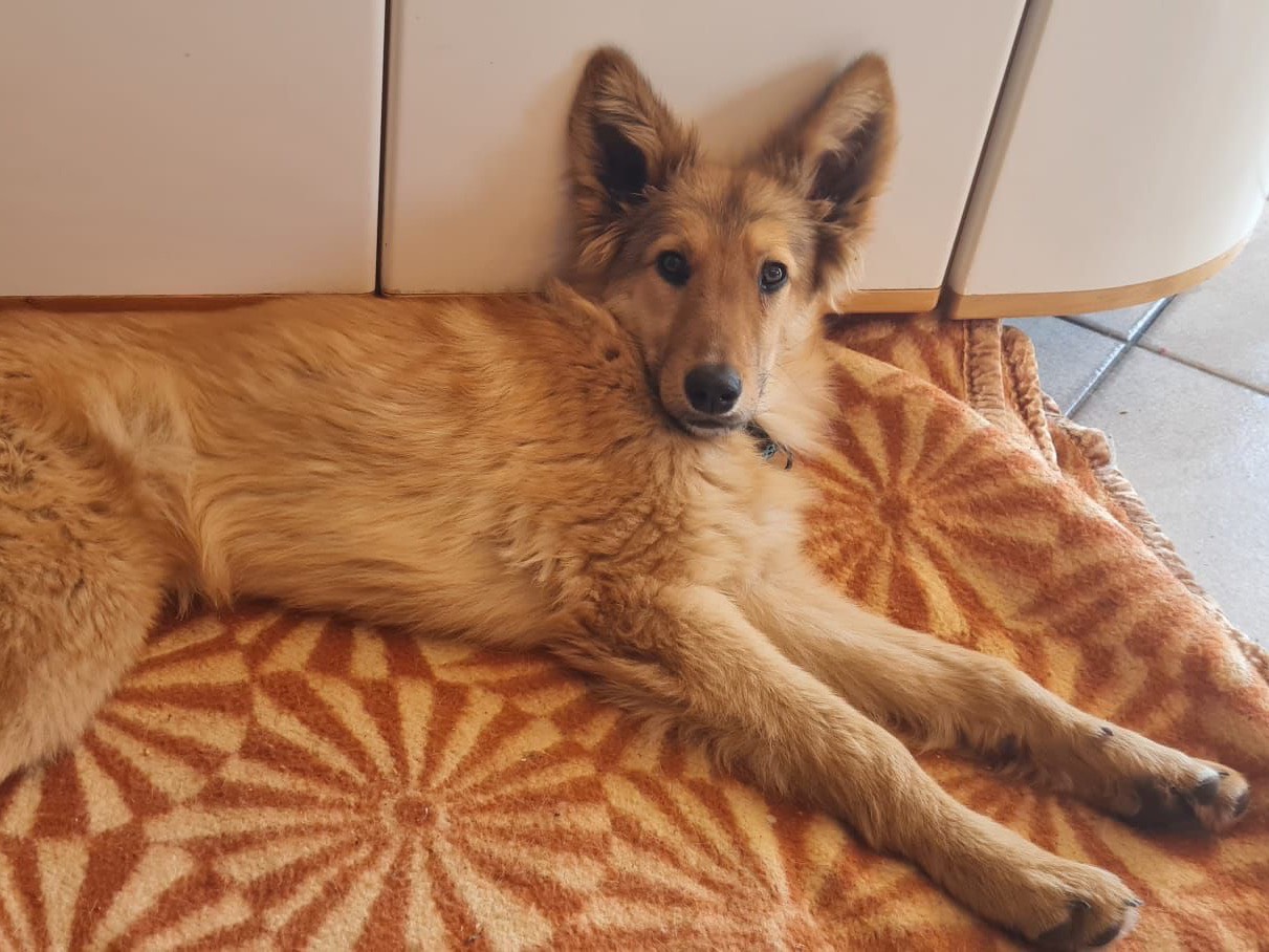 Adozione cane, maschio, Razza sconosciuta Razza sconosciuta, 7 mesi, taglia media, Trento