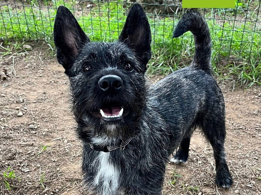 Adozione cane, maschio, Razza sconosciuta Razza sconosciuta, 1 anno e 2 mesi, taglia piccola, Milano