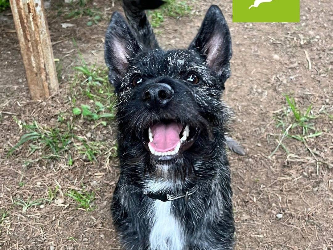 Adotta un cane, maschio, 1 anno e 2 mesi, Milano