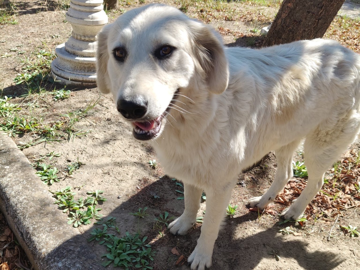 Adozione cane, maschio, Razza sconosciuta Razza sconosciuta, 1 anno e 8 mesi, taglia grande, Crotone