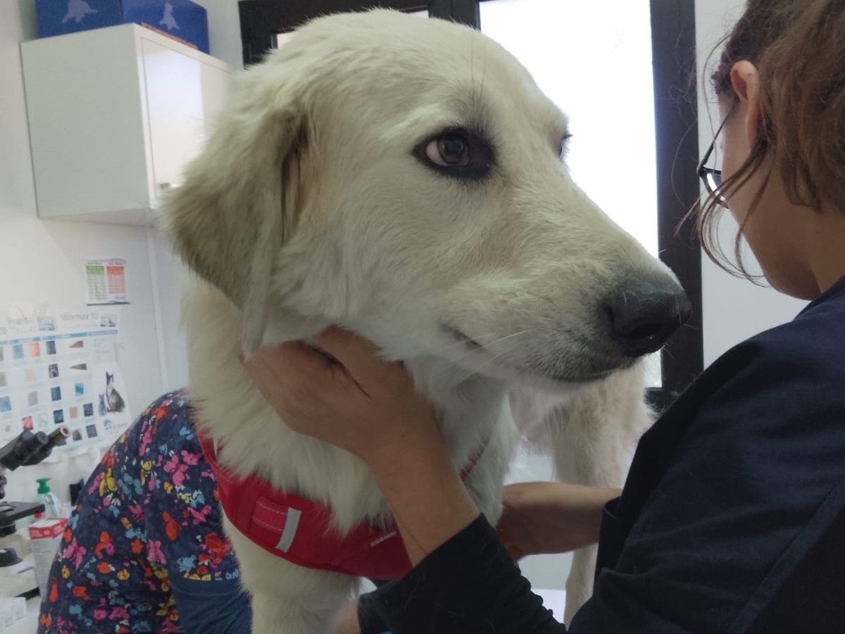 Adotta un cane, maschio, 1 anno e 8 mesi, Crotone