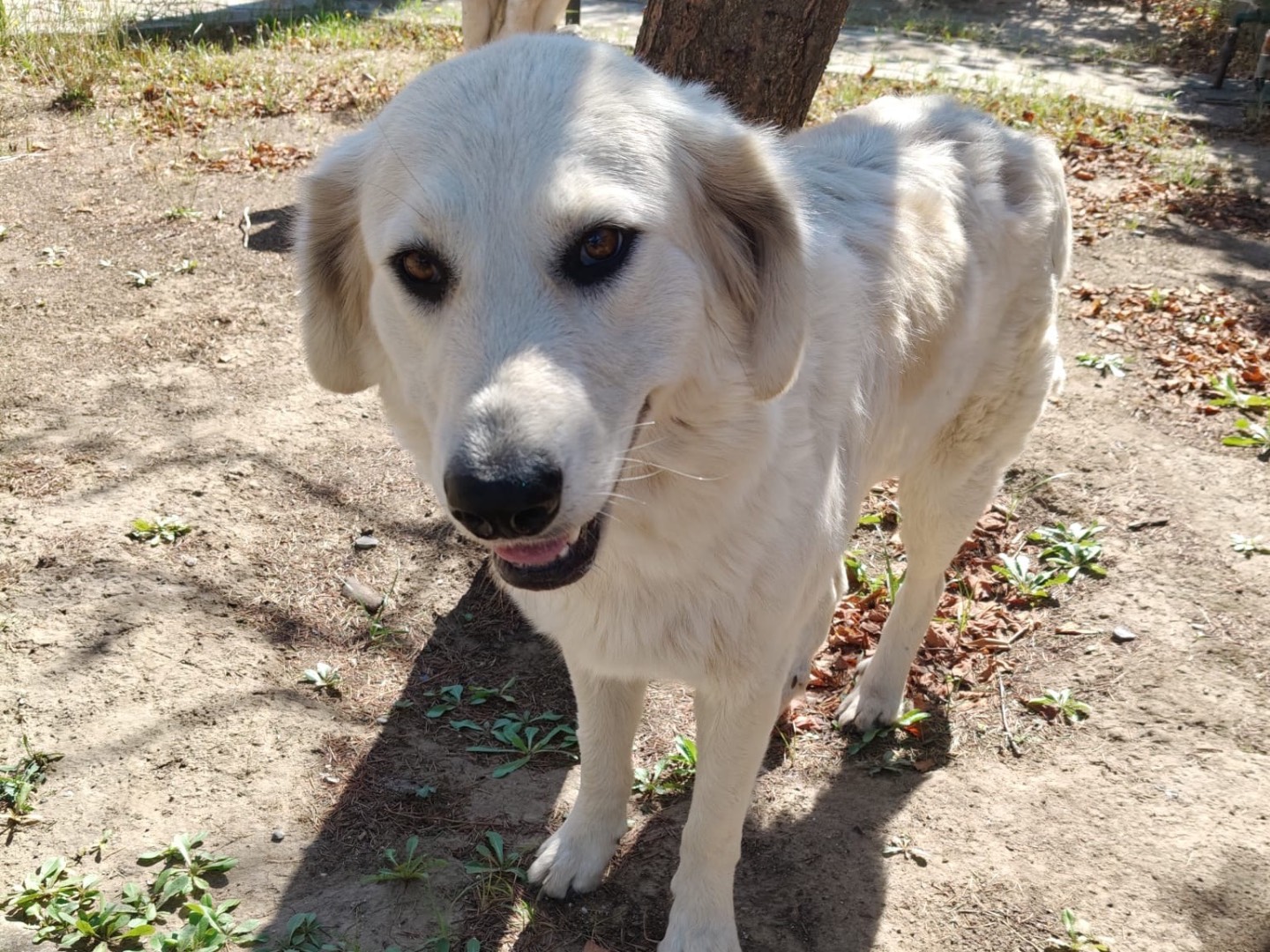 Adotta un cane, taglia grande, maschio, Crotone
