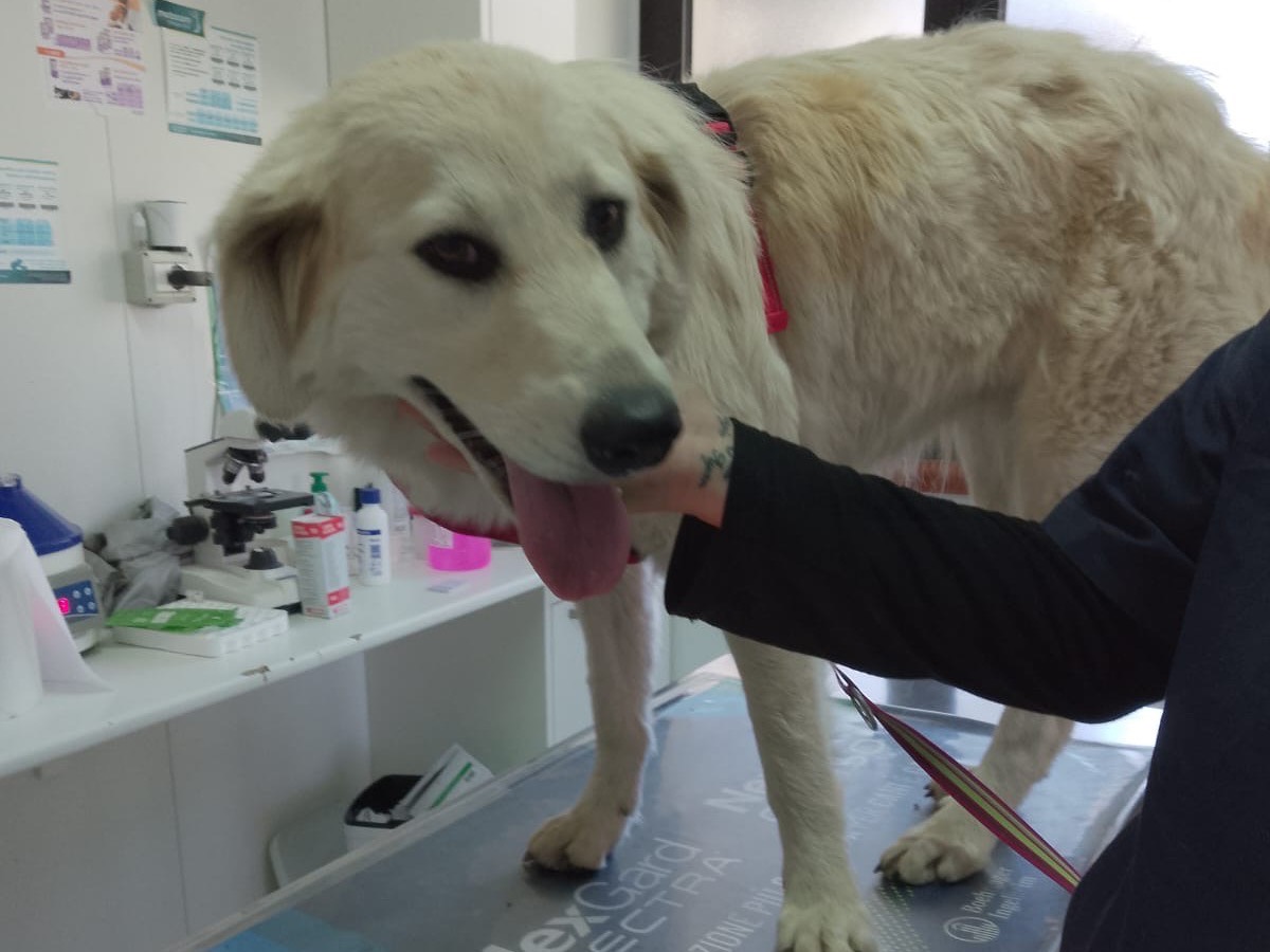 Vuoi adottare un cane a Crotone?