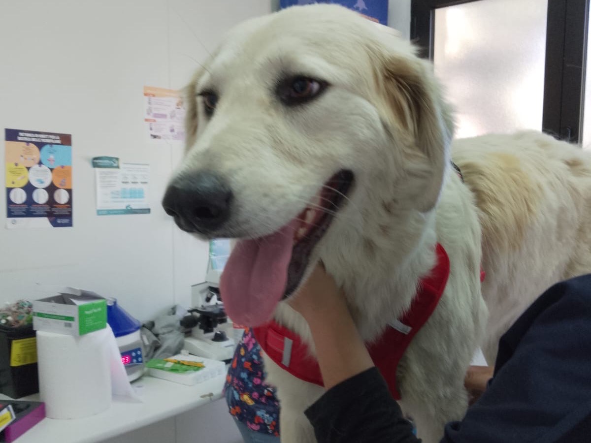 Adotta il cane CHANEL a Crotone