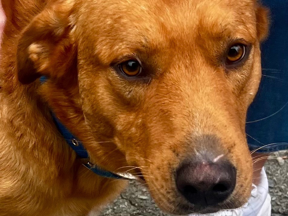 Vuoi adottare un cane a Savona?