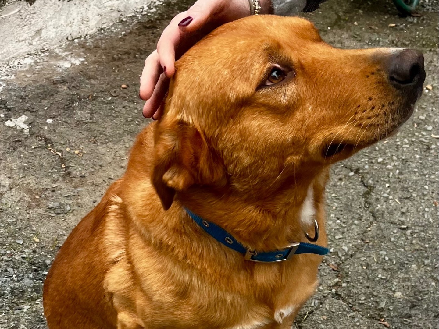 Adotta il cane Brown a Savona