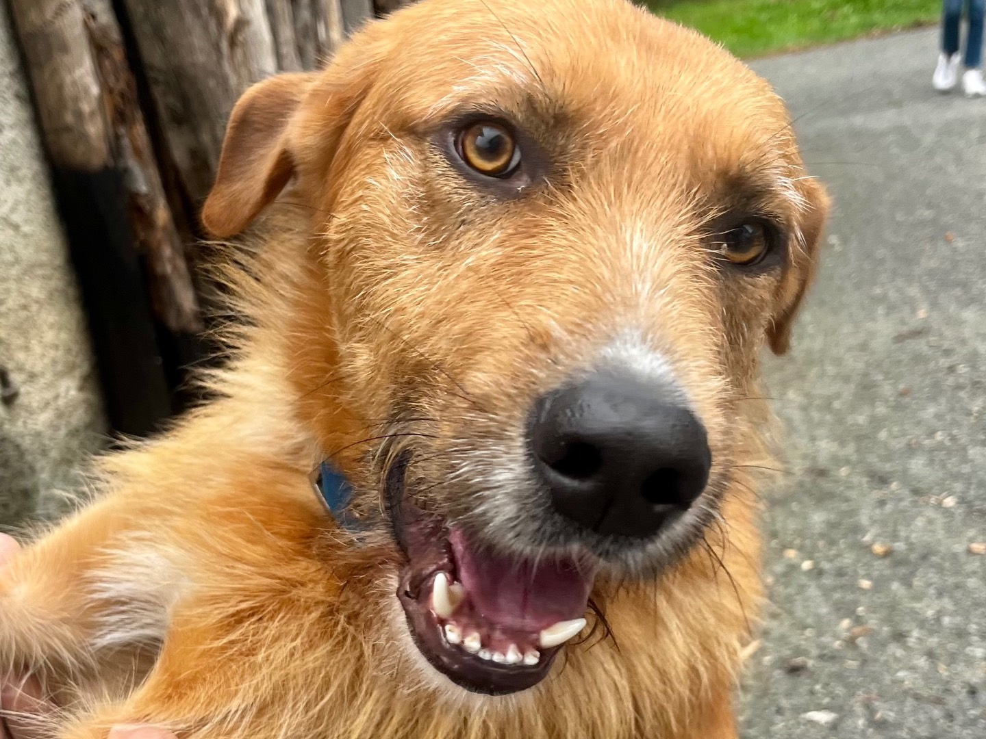 Adozione cane, maschio, Razza sconosciuta Razza sconosciuta, 2 anni, taglia grande, Savona