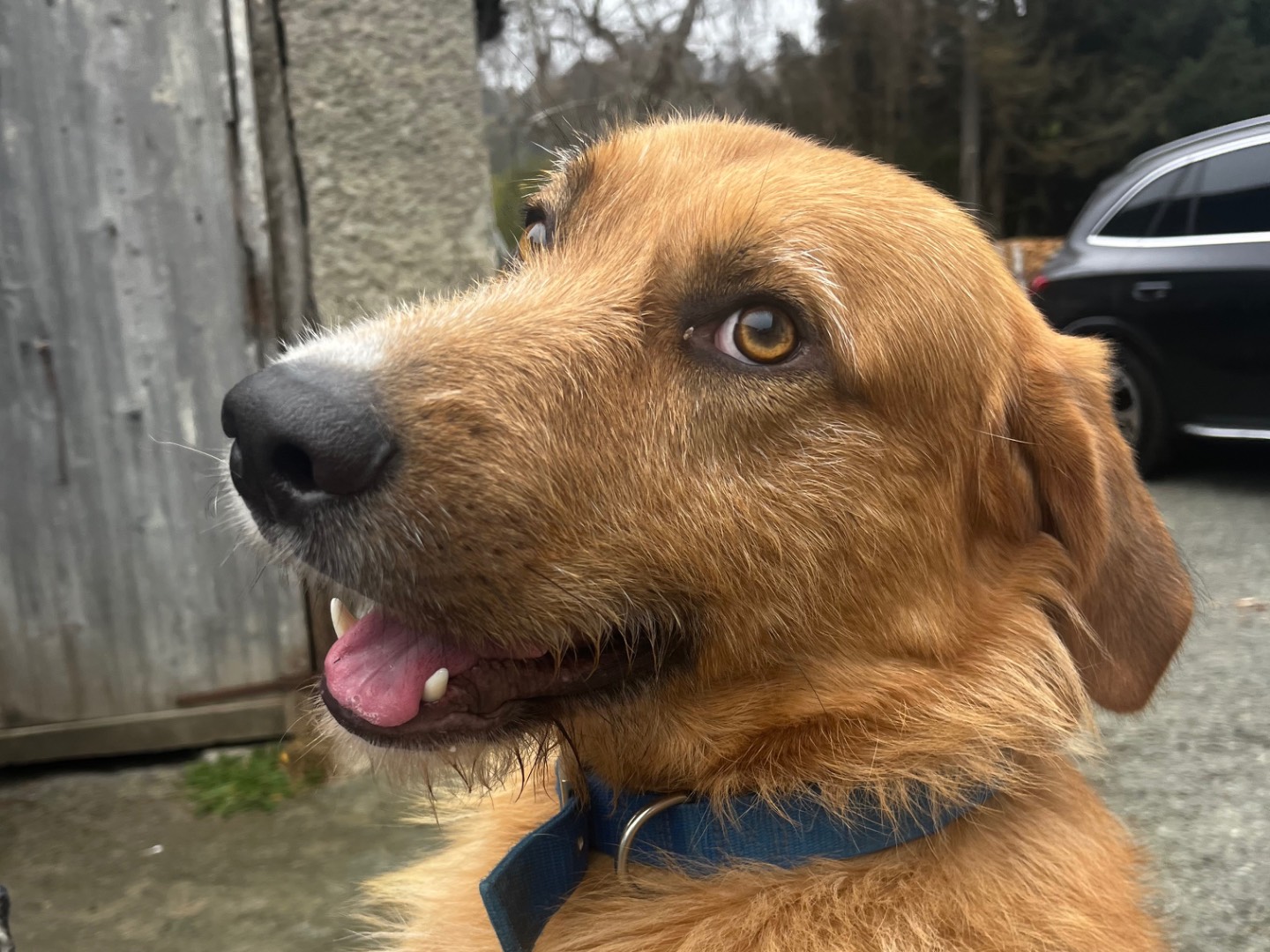 Adotta un cane, maschio, 2 anni, Savona