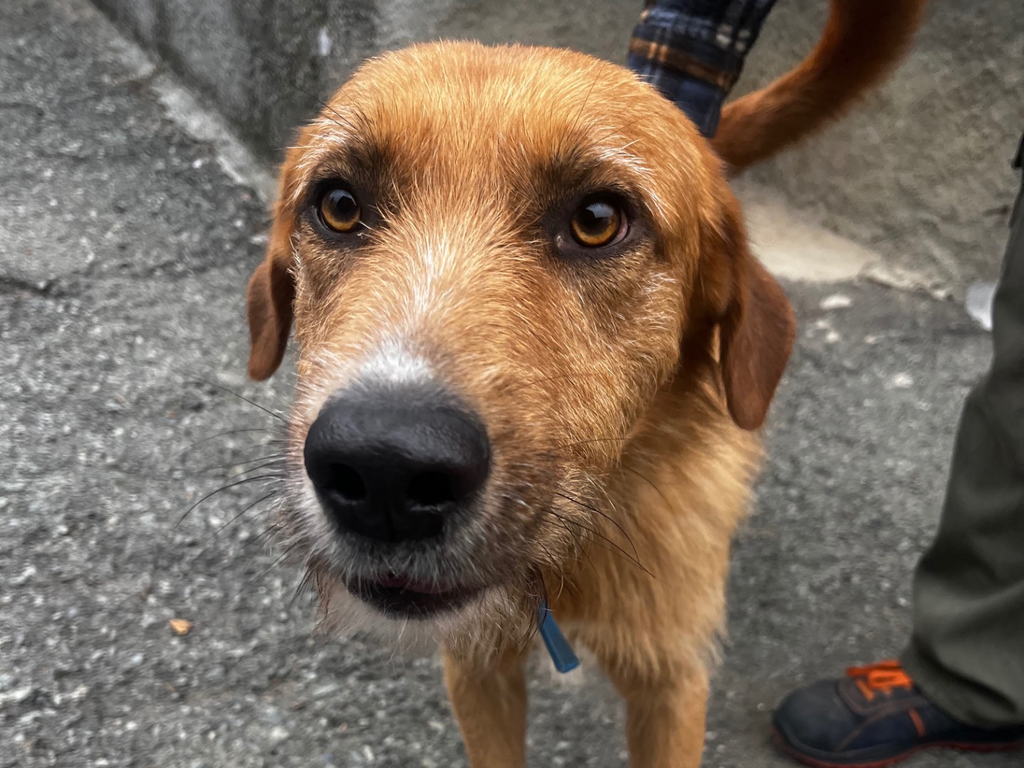 Adotta un cane, taglia grande, maschio, Savona