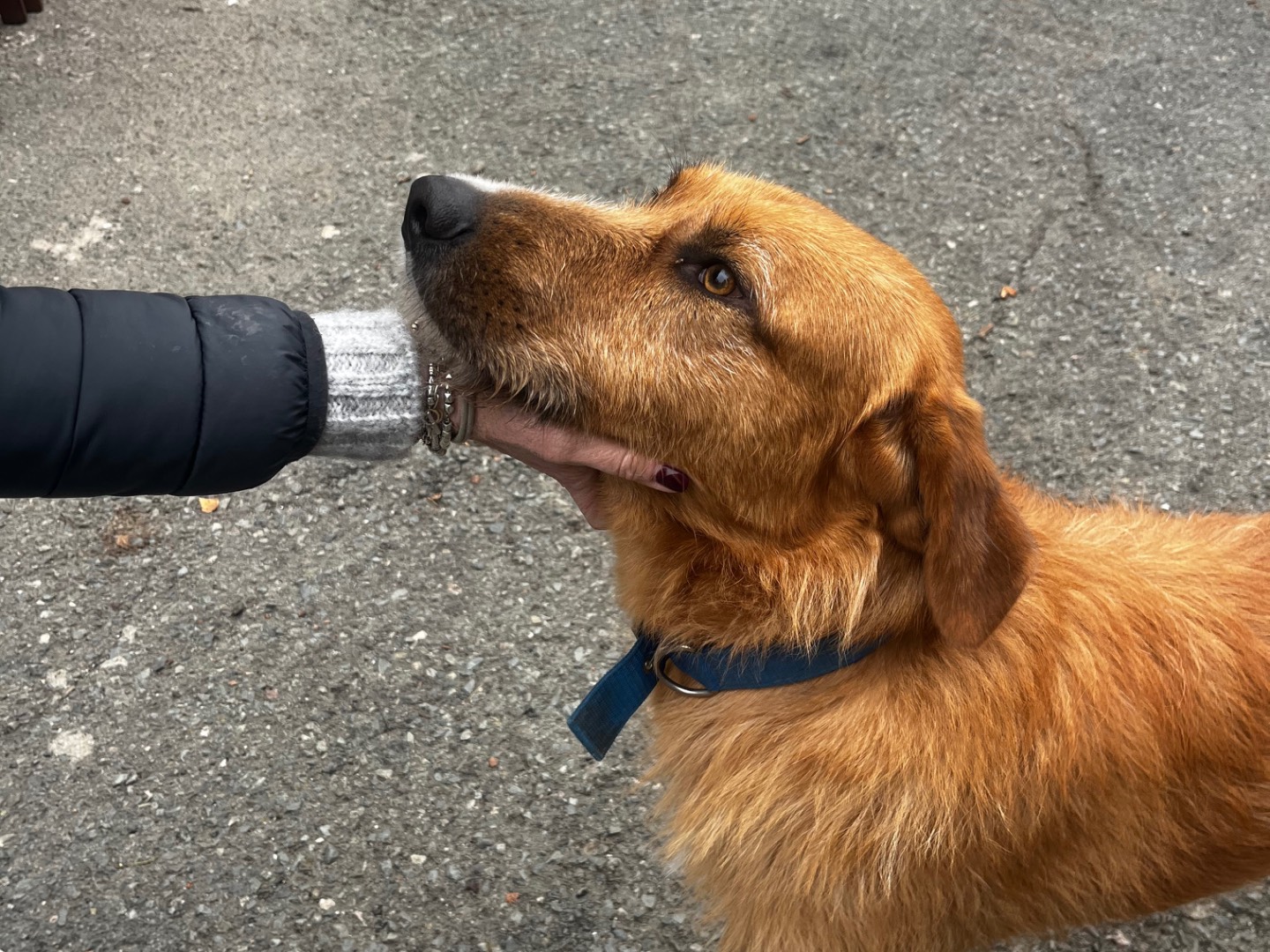 Vuoi adottare un cane a Savona?