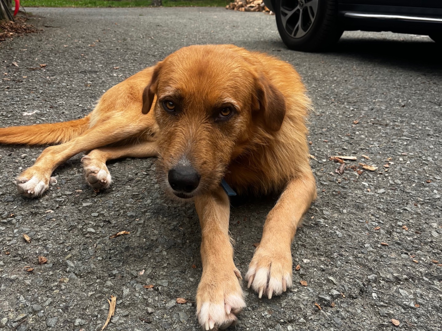 Adotta il cane Rick a Savona