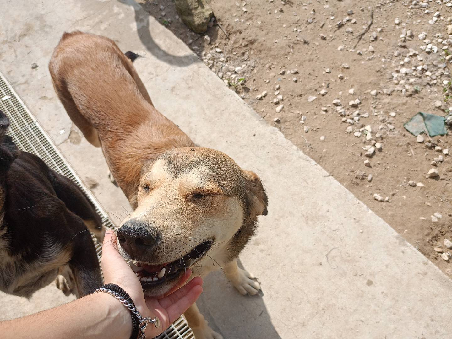 Adotta un cane, maschio, 8 mesi, Ragusa