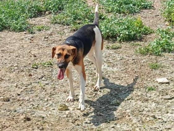 Adozione cane, femmina, Razza sconosciuta Razza sconosciuta, 1 anno e 5 mesi, taglia media, Ragusa