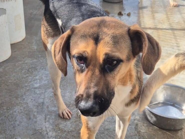 Adotta un cane, femmina, 1 anno e 5 mesi, Ragusa