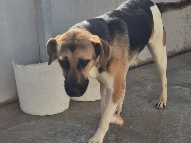 Adotta un cane, taglia media, femmina, Ragusa