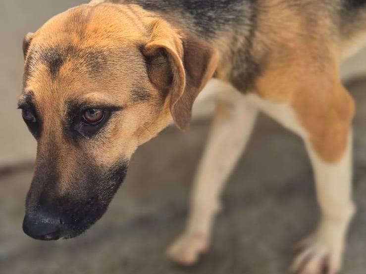 Vuoi adottare un cane a Ragusa?