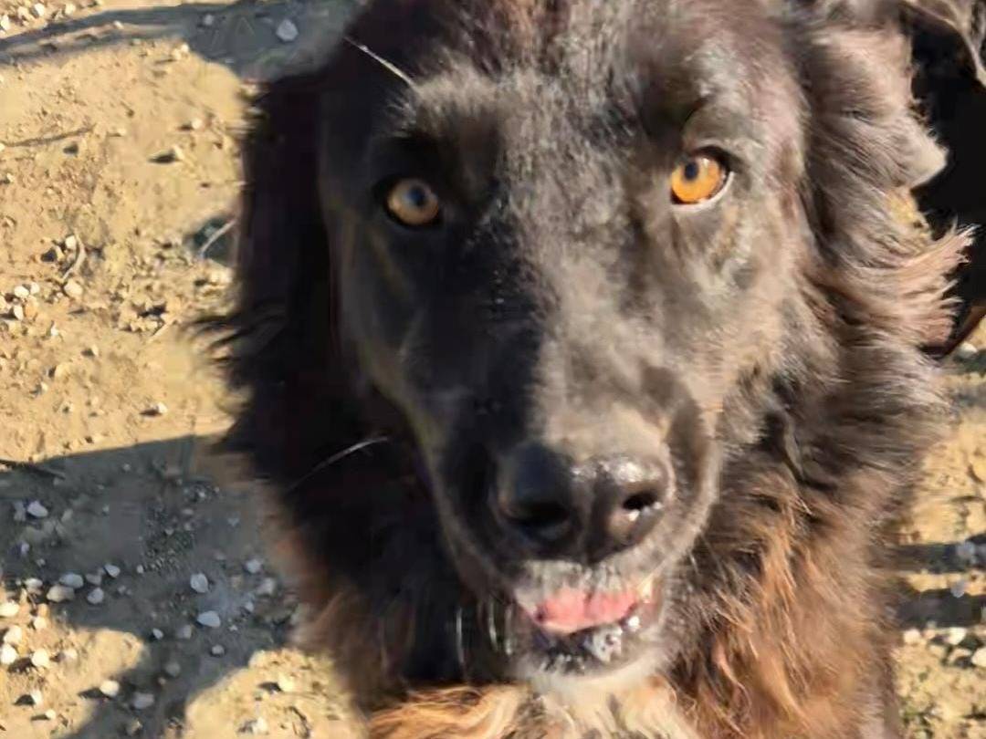 Adozione cane, femmina, Pastore maremmano Razza sconosciuta, 3 anni e 6 mesi, taglia grande, Ragusa