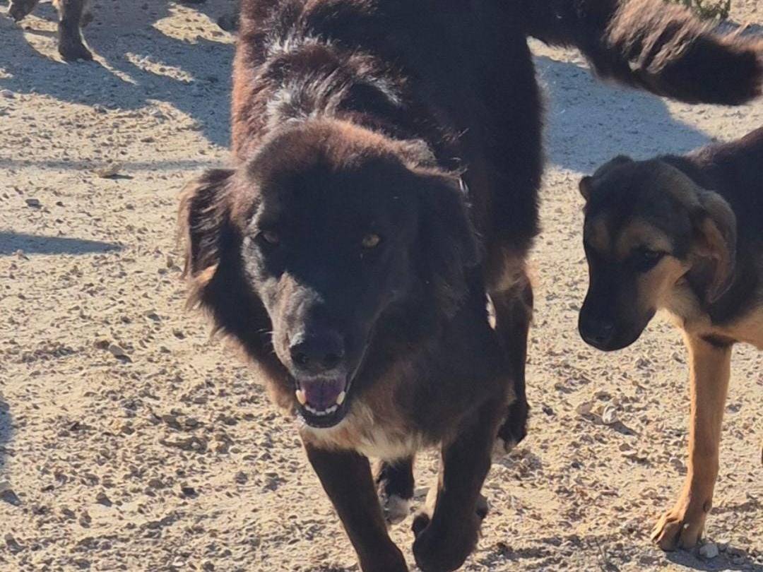 Adotta un cane, femmina, 3 anni e 6 mesi, Ragusa