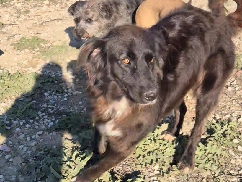 Adotta un cane, taglia grande, femmina, Ragusa
