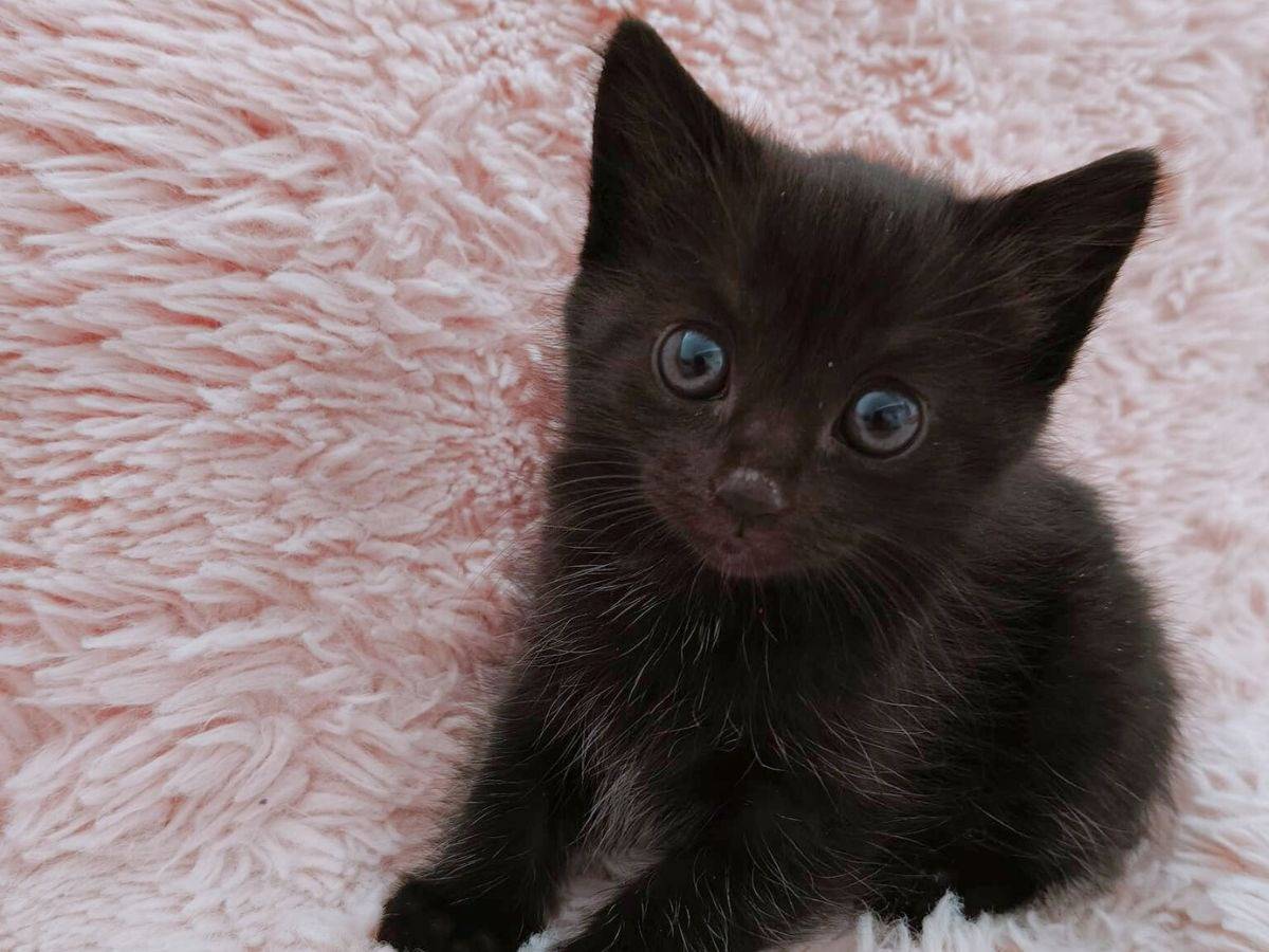 Adozione gatto, femmina, Razza sconosciuta Razza sconosciuta, 2 mesi, taglia non valida, Roma