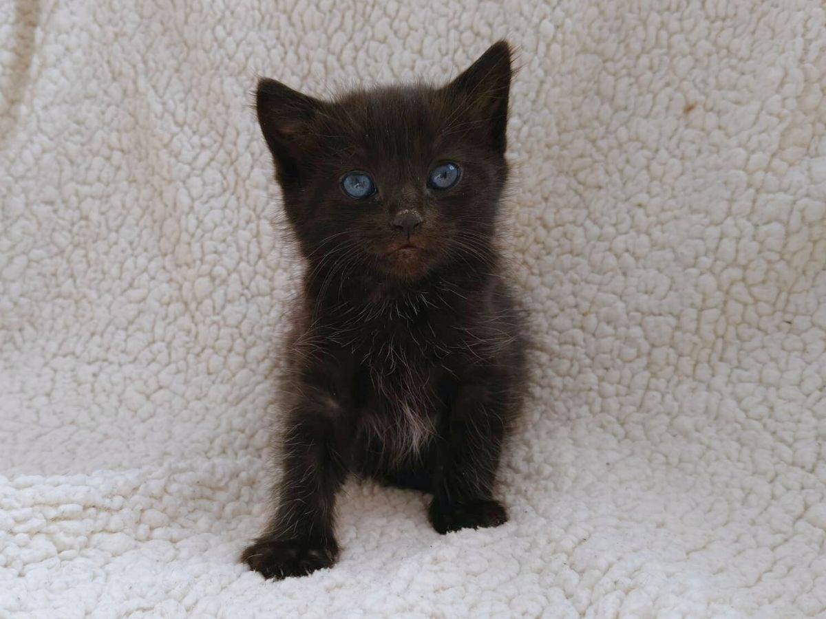 Adotta un gatto, femmina, 2 mesi, Roma