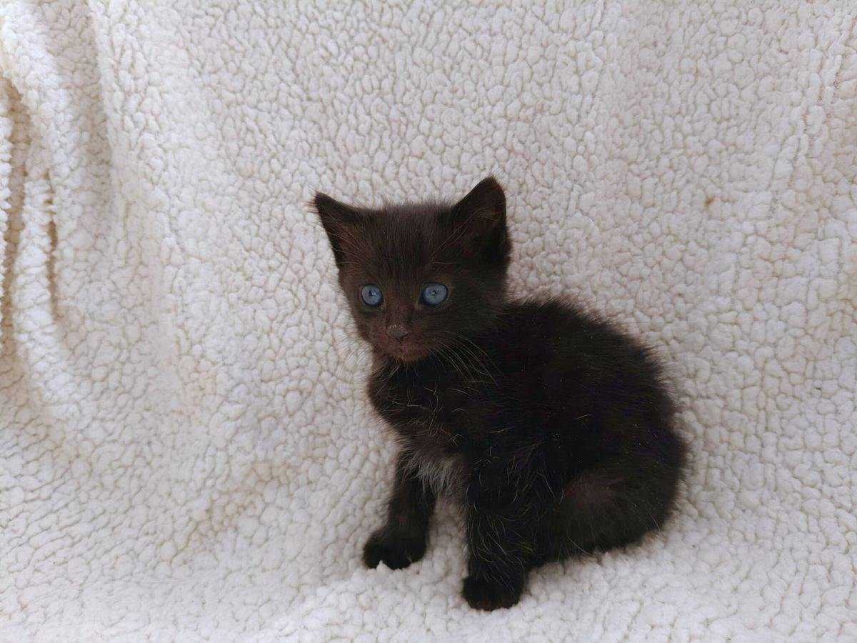 Adotta un gatto, taglia non valida, femmina, Roma