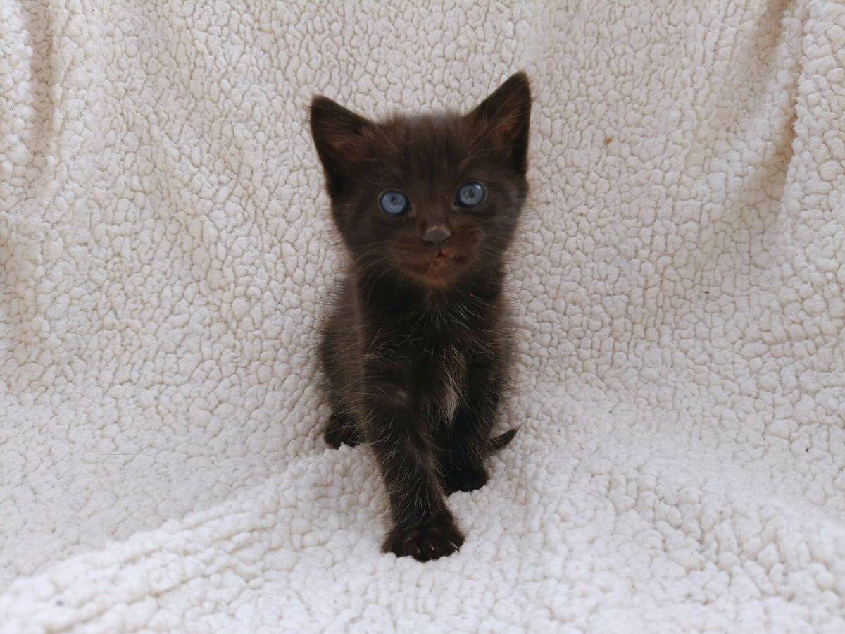 Vuoi adottare un gatto a Roma?