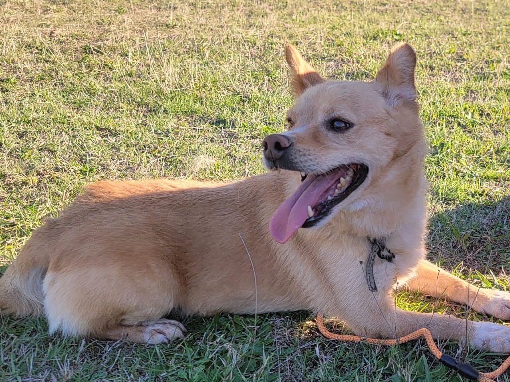 Adozione cane, maschio, Razza sconosciuta Razza sconosciuta, 2 anni e 1 mese, taglia piccola, Messina