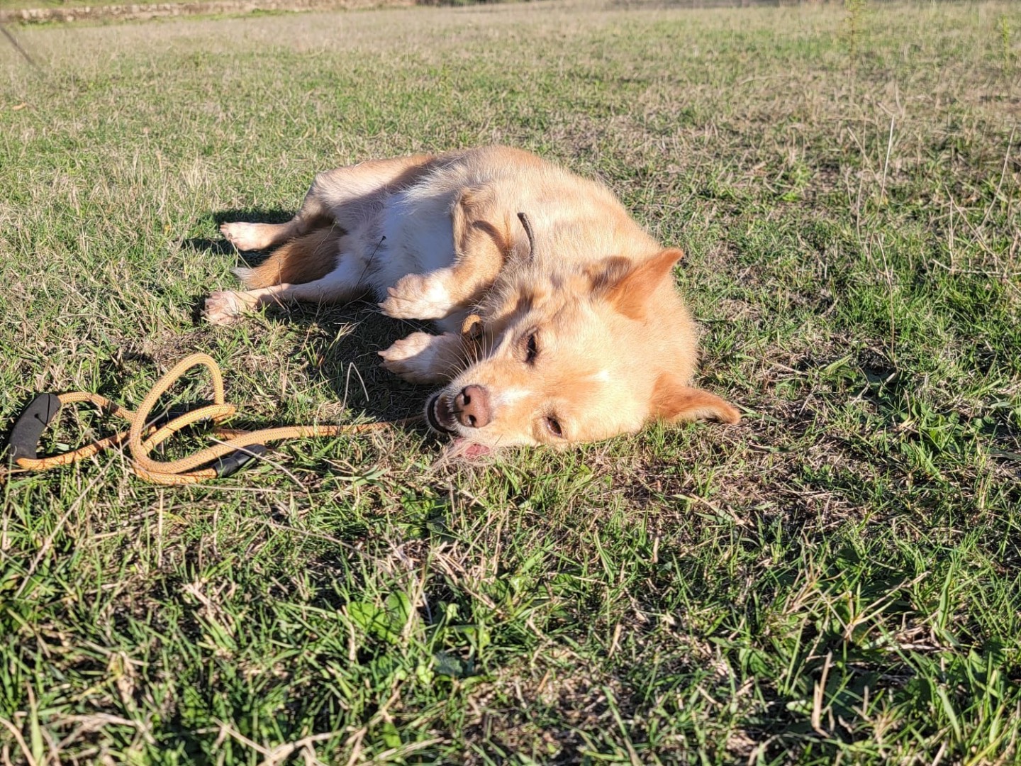 Adotta un cane, maschio, 2 anni e 1 mese, Messina