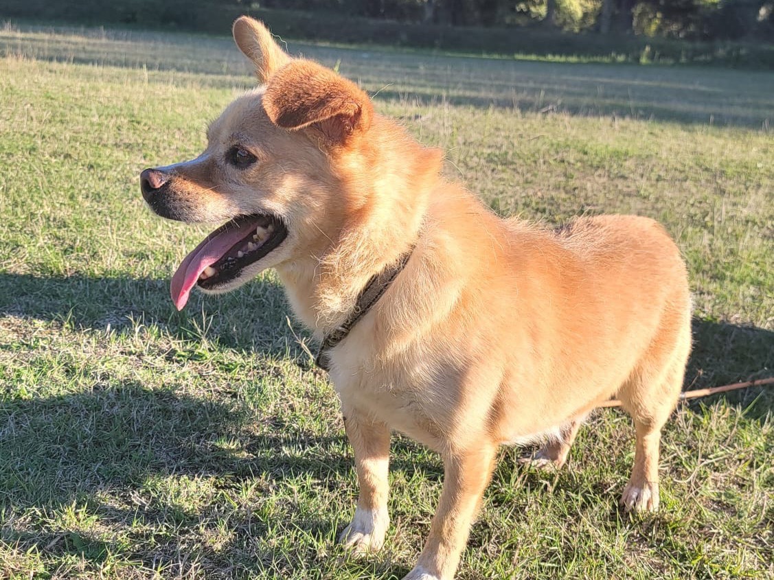 Adotta un cane, taglia piccola, maschio, Messina