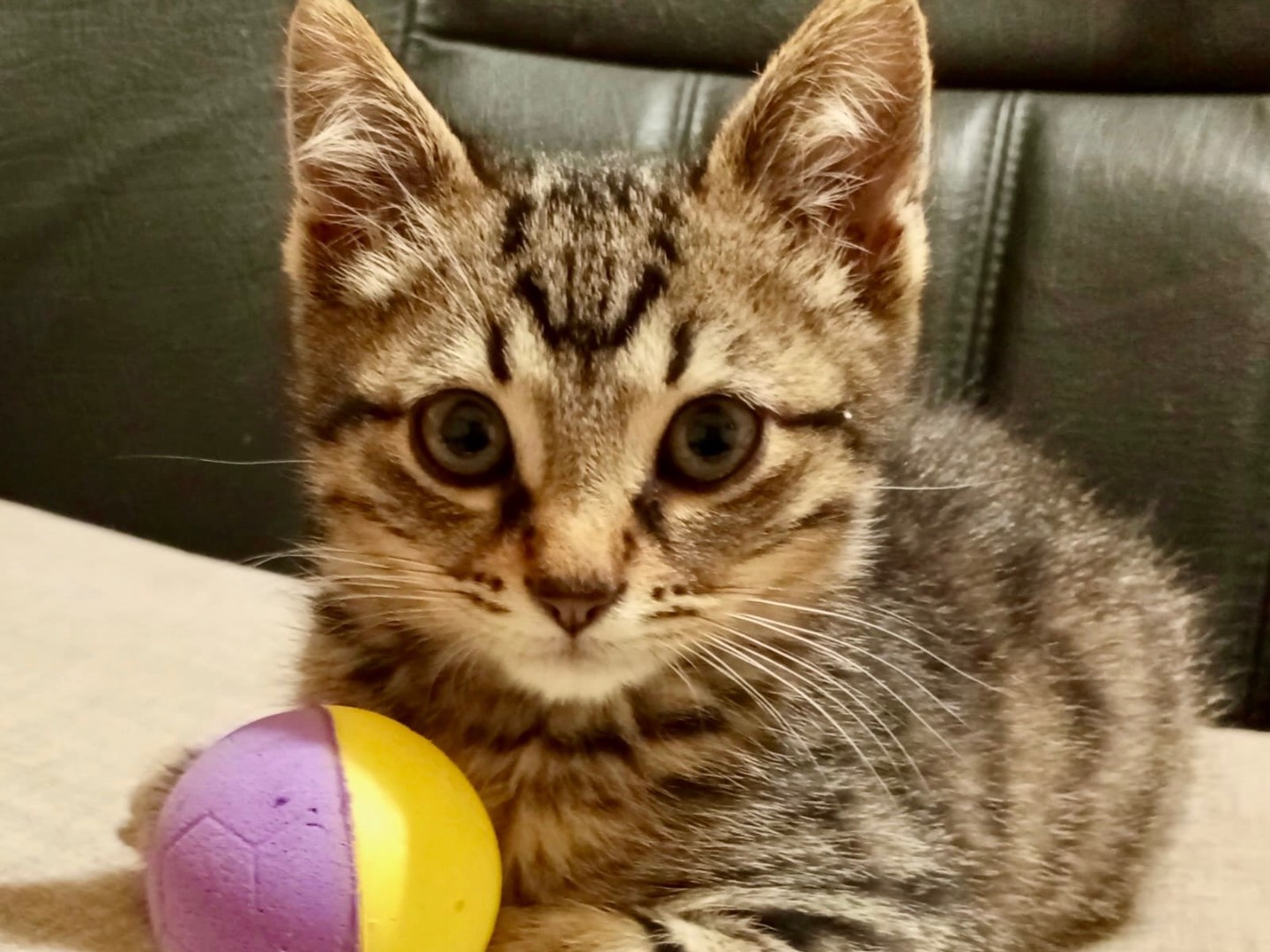 Adotta un gatto, maschio, 2 mesi, Bari