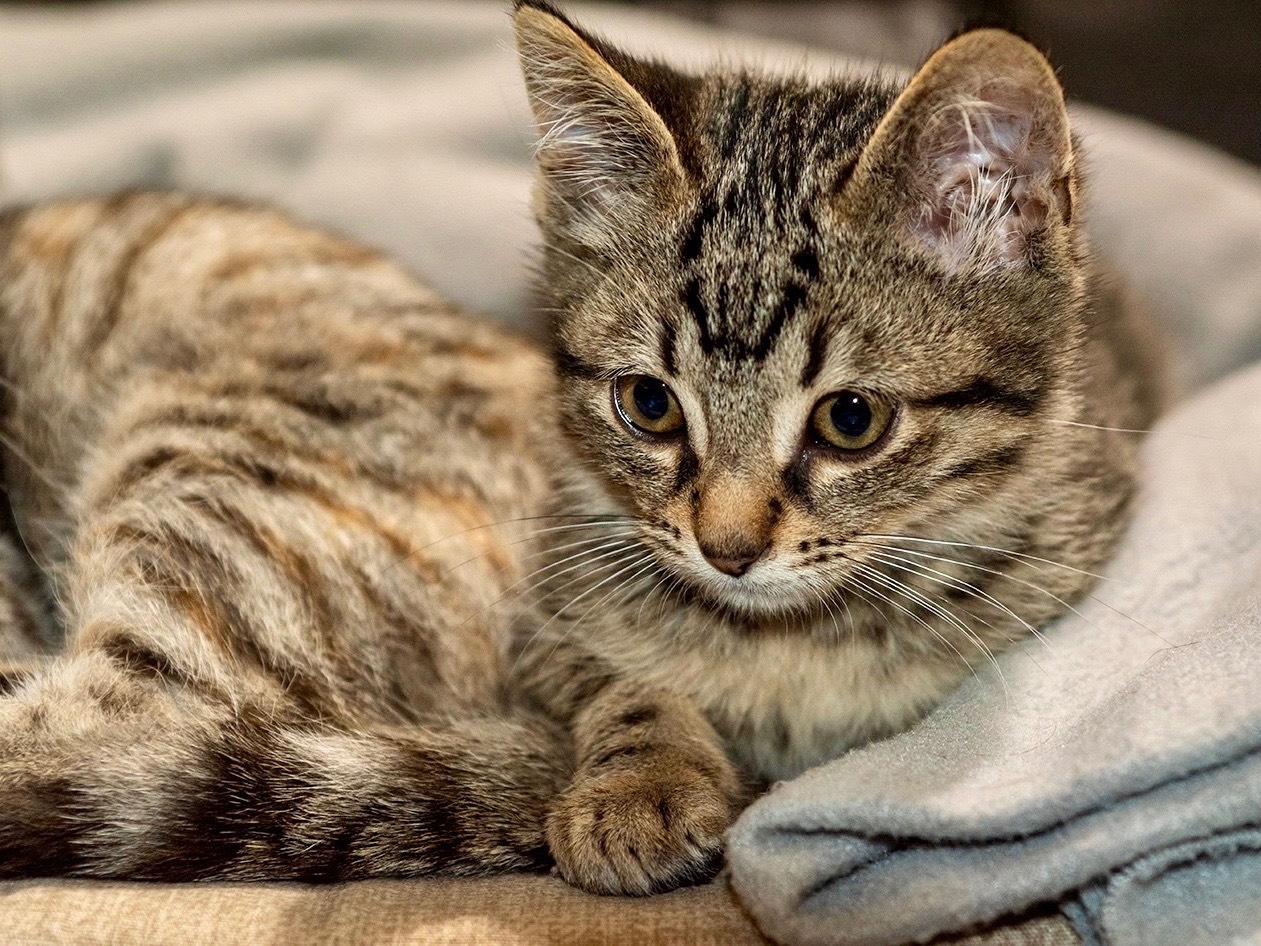 Adotta un gatto, taglia non valida, maschio, Bari