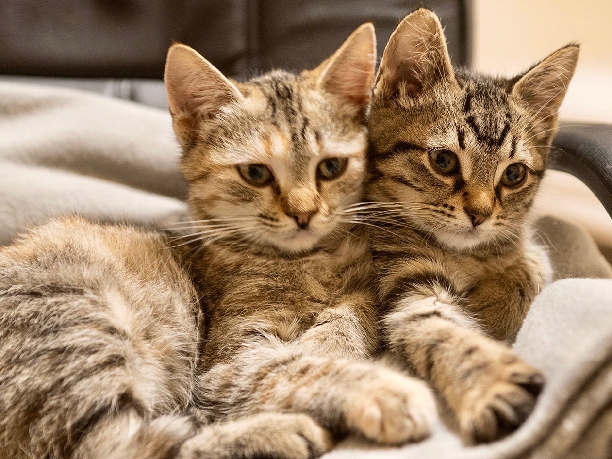 Vuoi adottare un gatto a Bari?