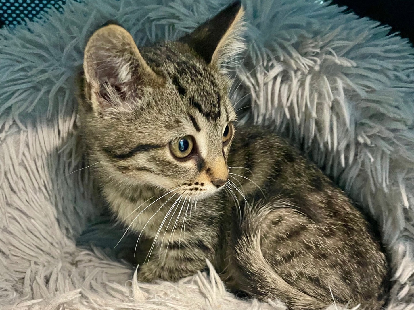 Adotta il gatto Maui  a Bari