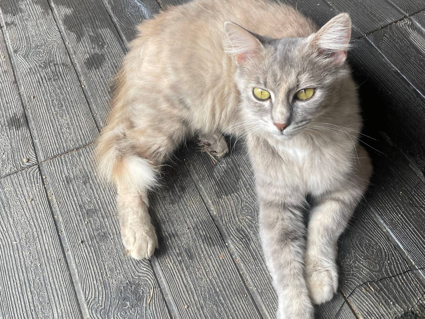 Adozione gatto, femmina, Razza sconosciuta Razza sconosciuta, 1 anno e 1 mese, taglia non valida, Sud