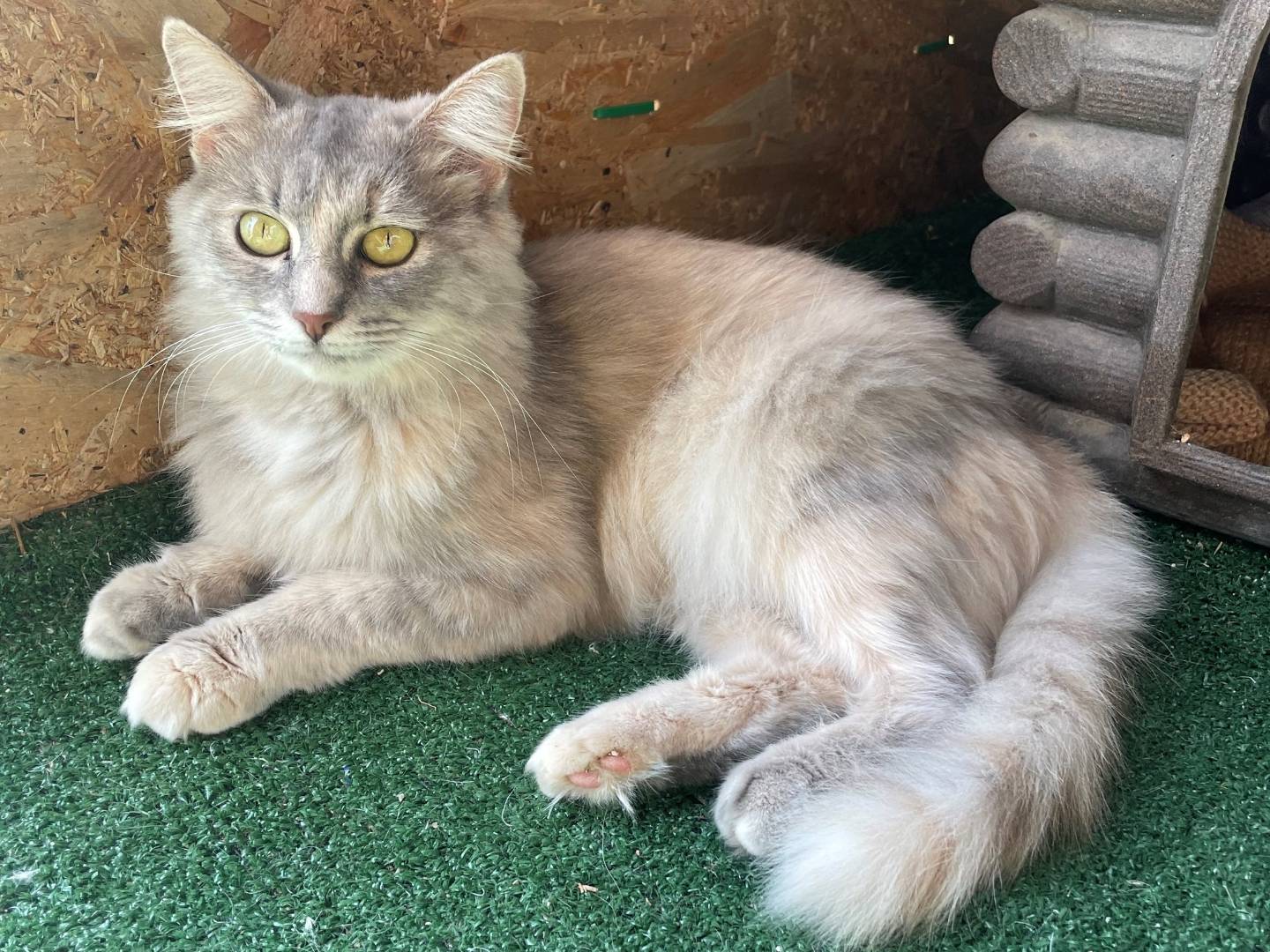 Adotta un gatto, femmina, 1 anno e 1 mese, Sud