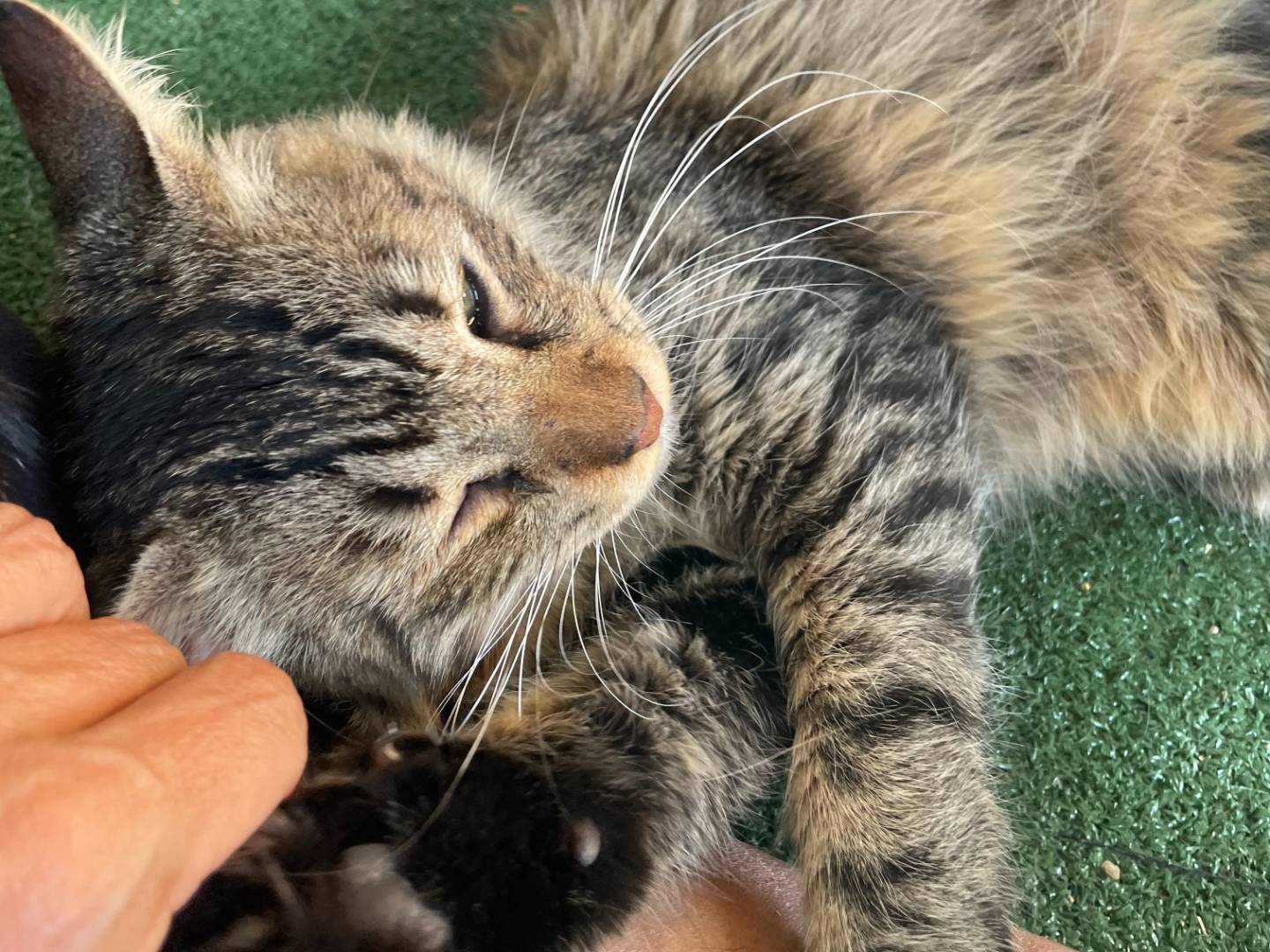 Adotta il gatto Simpa a Sud