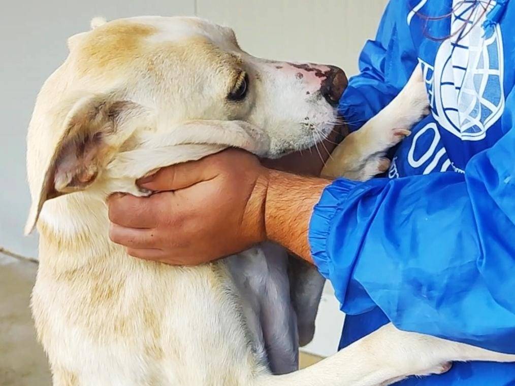 Adozione cane, femmina, Razza sconosciuta Razza sconosciuta, 1 settimana, taglia media, Palermo