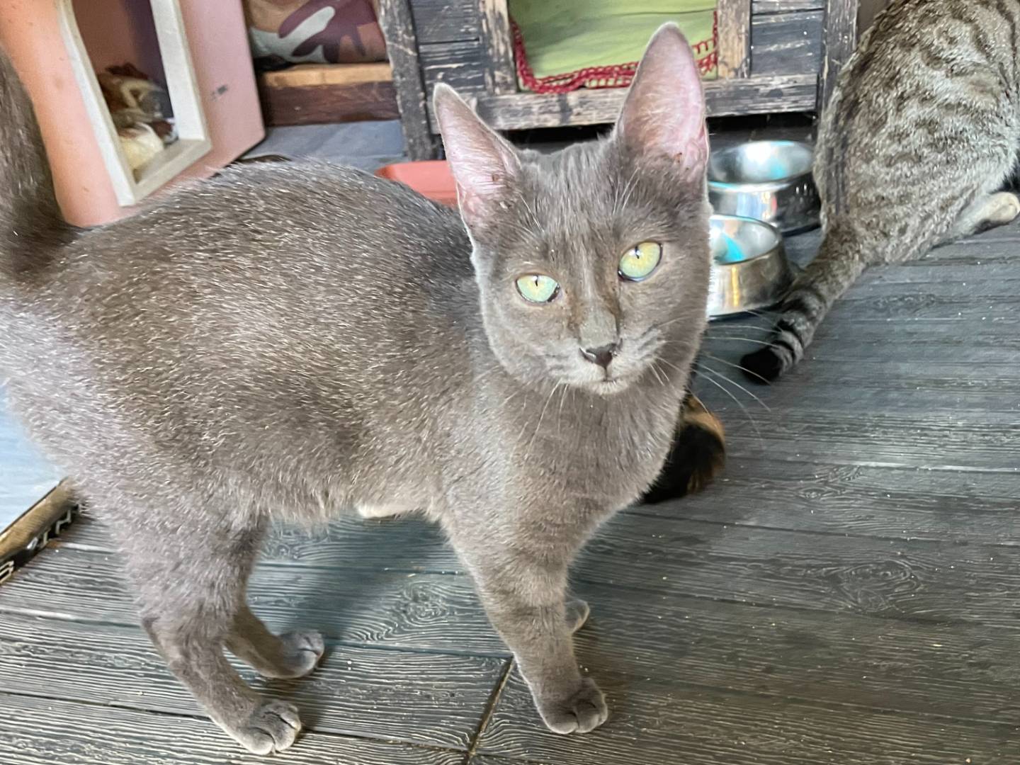 Vuoi adottare un gatto a Sud?