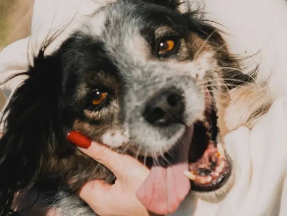 Adozione cane, maschio, Border Collie Cavalier King Charles Spaniel, 9 anni e 5 mesi, taglia media contenuta, Caserta