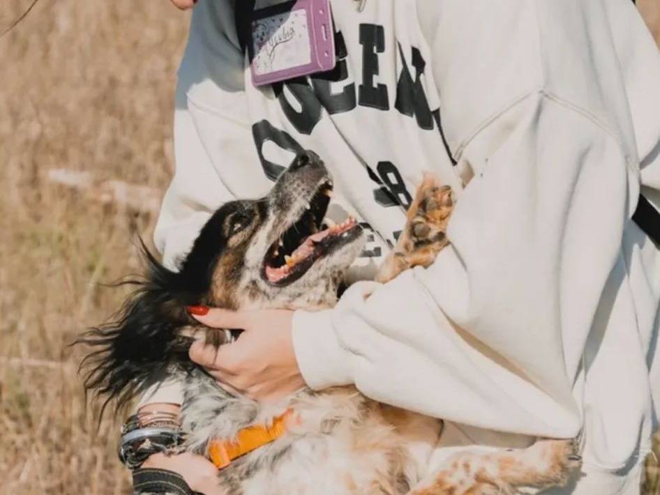 Adotta il cane FLINT a Caserta