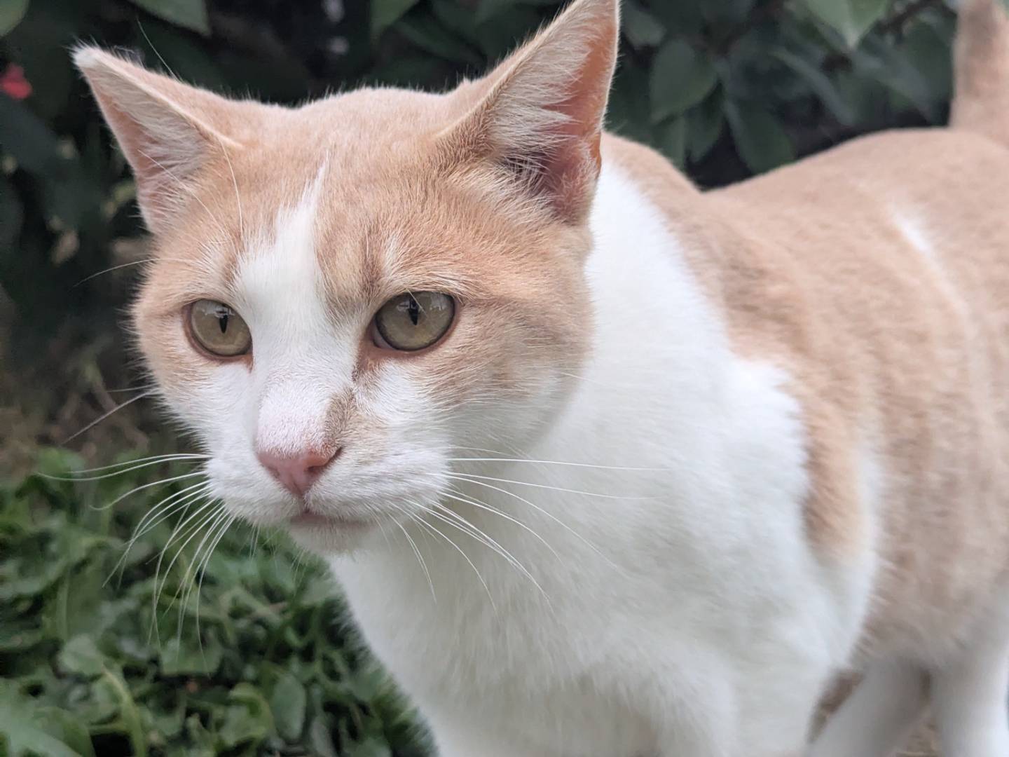Adozione gatto, maschio, Razza sconosciuta Razza sconosciuta, 2 anni e 10 mesi, taglia non valida, Pisa