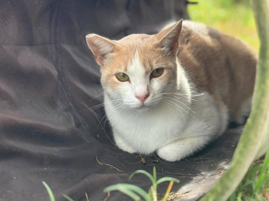 Adotta un gatto, maschio, 2 anni e 10 mesi, Pisa