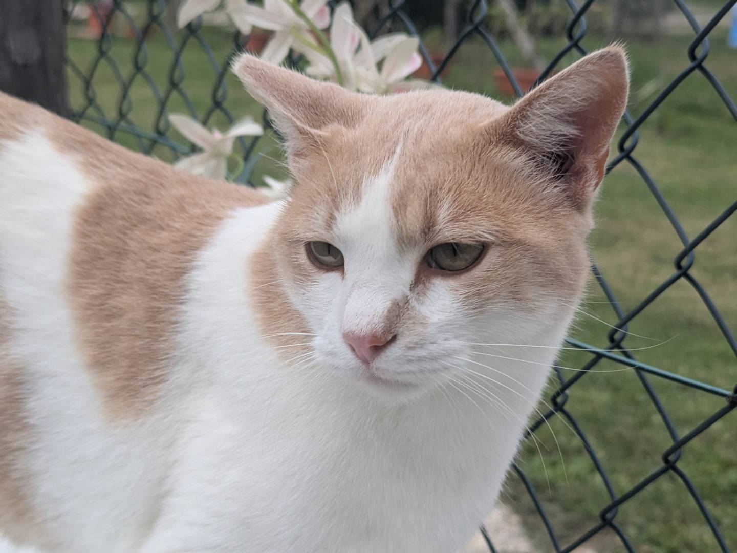 Adotta un gatto, taglia non valida, maschio, Pisa