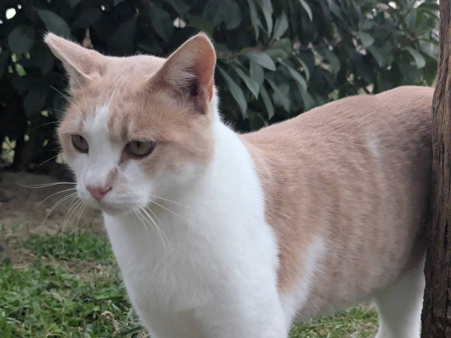 Adotta il gatto Spaghetto  a Pisa