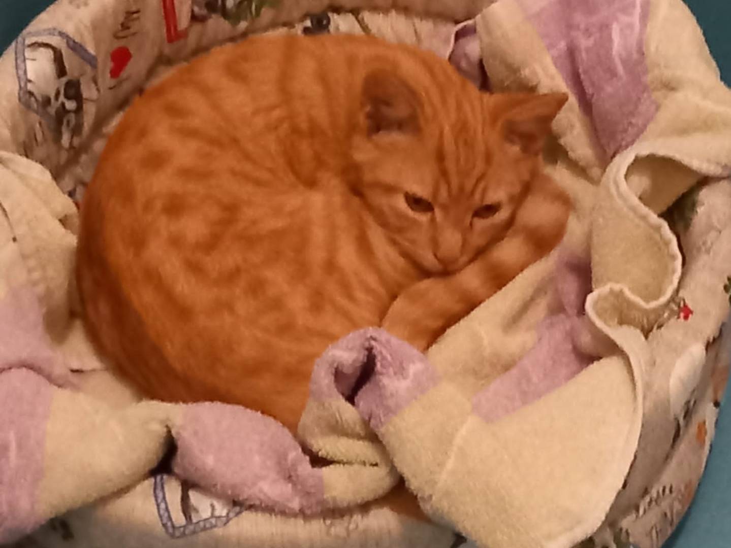 Adozione gatto, maschio, Razza sconosciuta Razza sconosciuta, 4 mesi, taglia non valida, Firenze