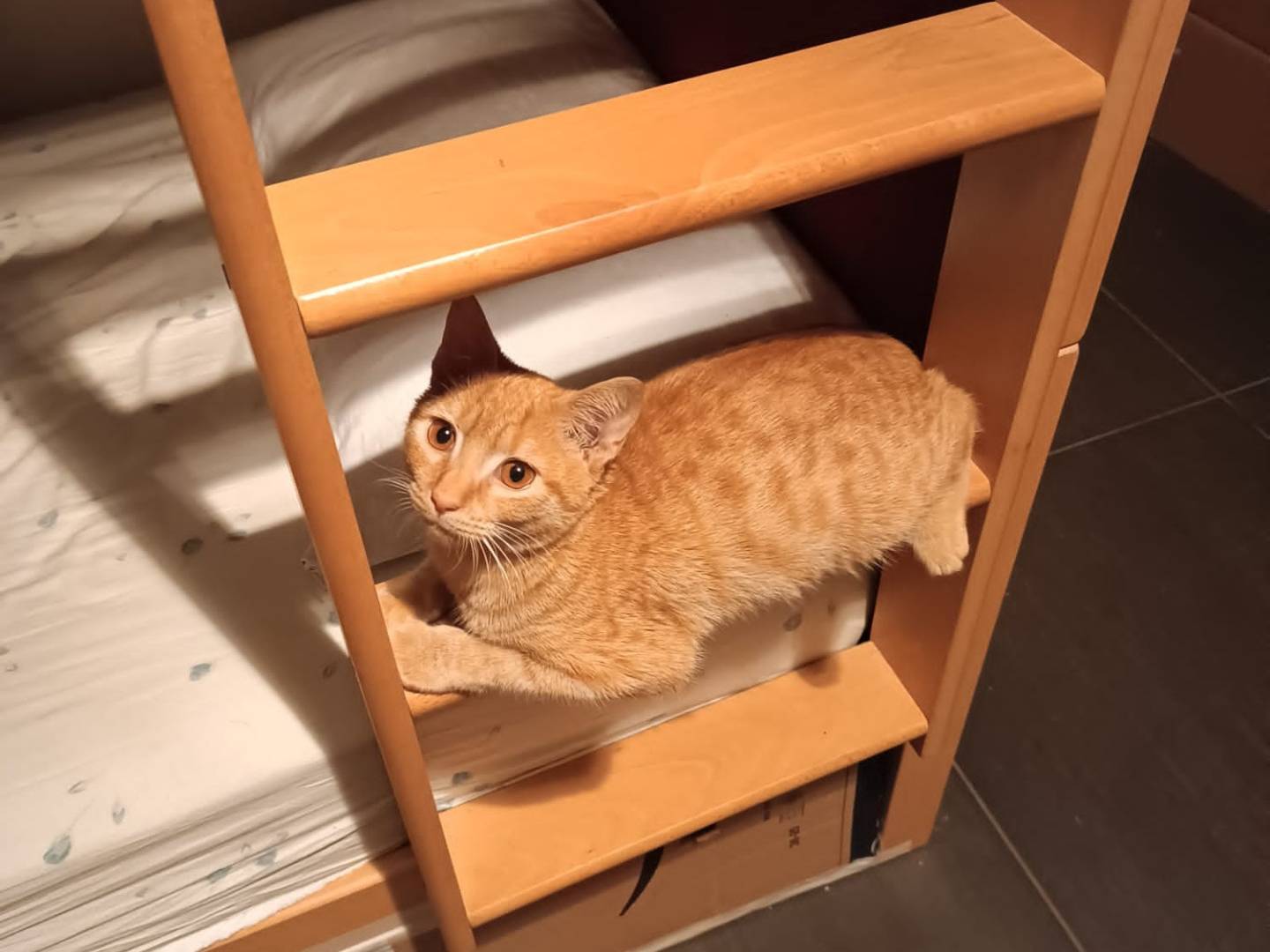 Adozione gatto, maschio, Razza sconosciuta Razza sconosciuta, 4 mesi, taglia non valida, Firenze